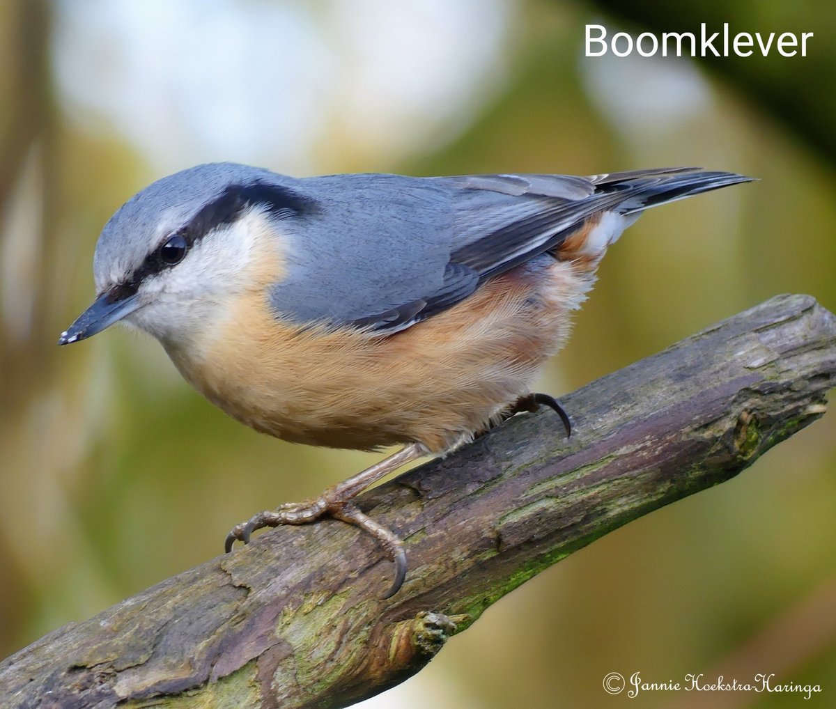 Jannie Hoekstra-Haringa tweet media