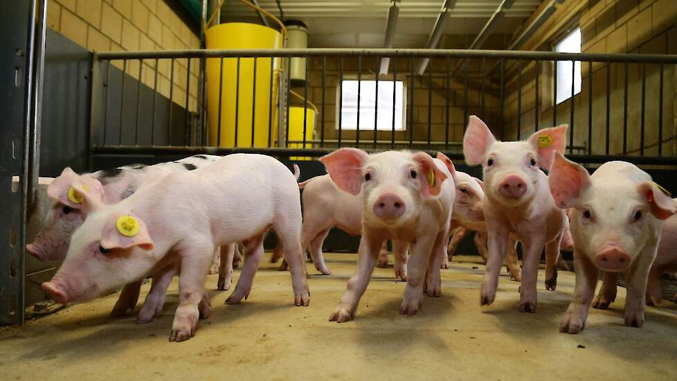 Pigbusiness.nl tweet media