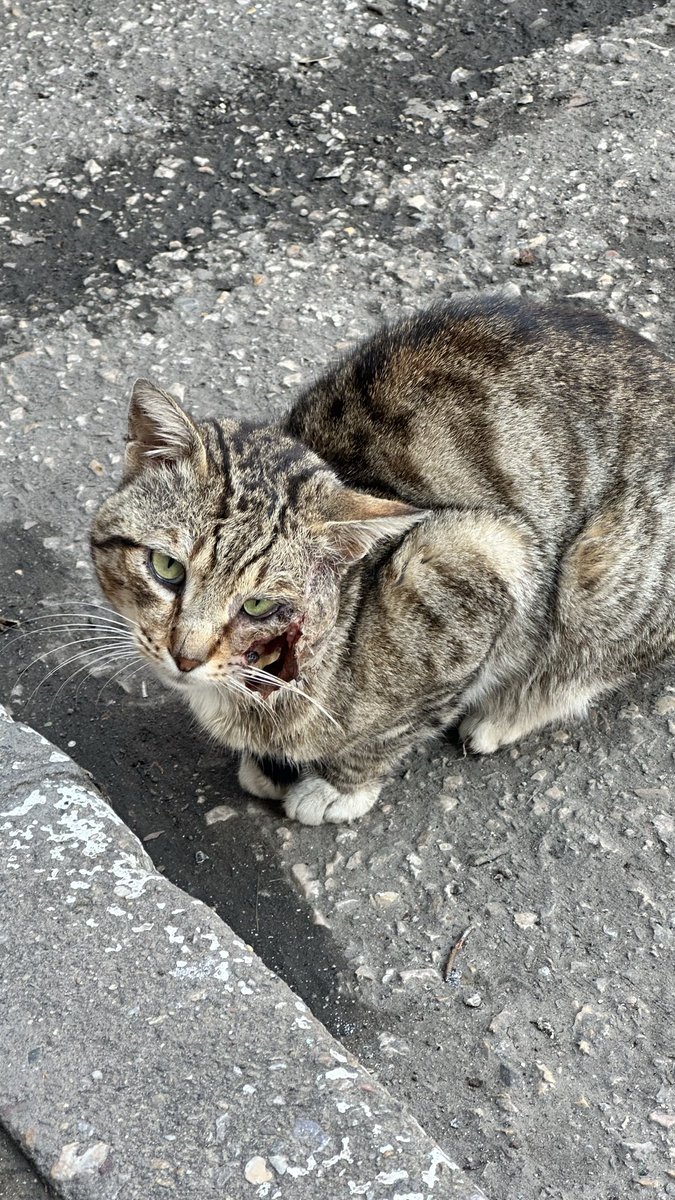 FatihSezerVerga's tweet photo. Bursa Osmangazi Veterinerlik Hizmetleri Şube Müdürlüğünün telefonuna neden kimse bakmıyor.Şu yavrucağın acil tedaviye ihtiyacı var.Tekir sokak kedisi muhtemelen bir arabanın yüzü parçalanmış.@BursaValiligi @bursabuyuksehir @OsmangaziBLD @bvho11 https://t.co/Kj9DrDpoQJ