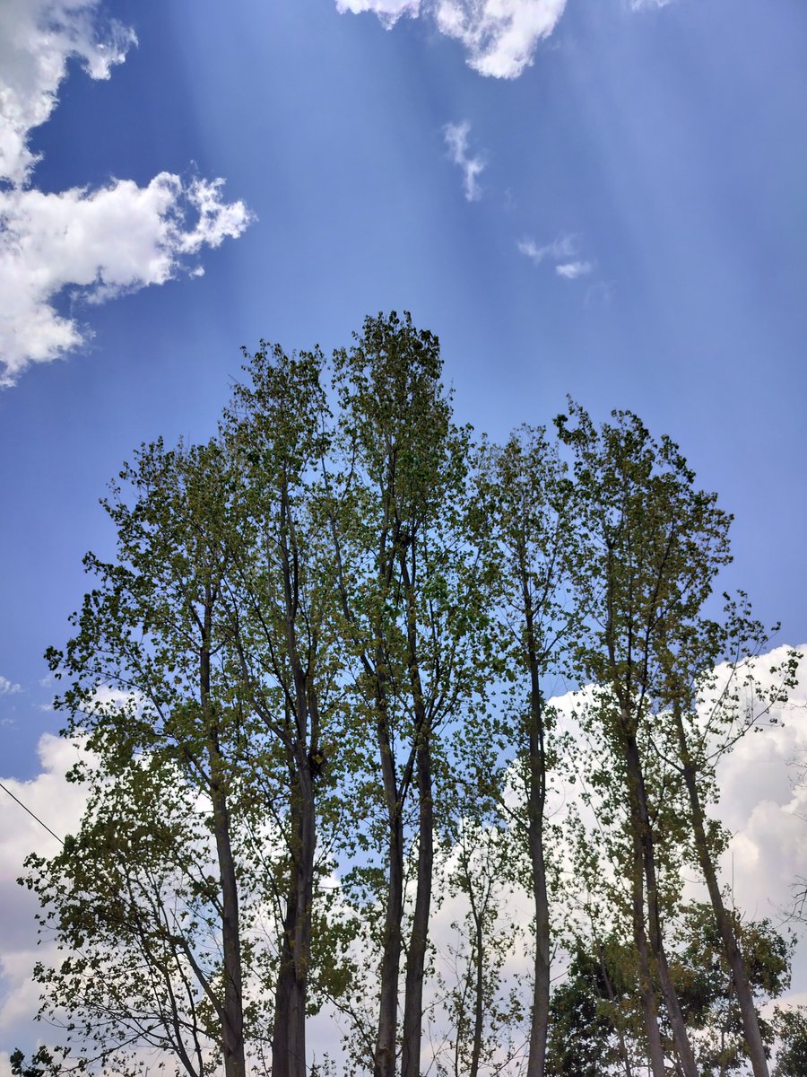 Roll no 101 (Sülfê era) tweet media