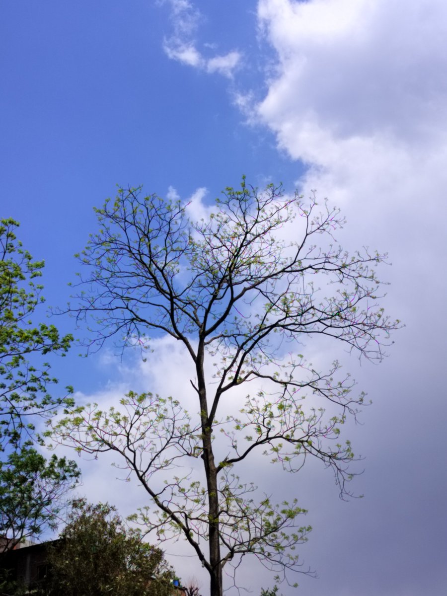 Roll no 101 (Sülfê era) tweet media