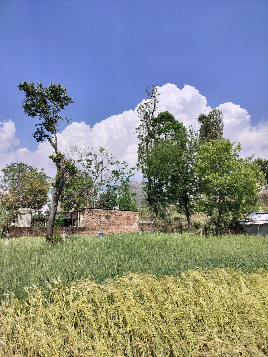 Roll no 101 (Sülfê era) tweet media