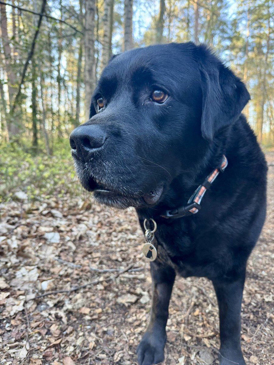 olive_blacklab's tweet photo. Beautiful woodland walkies this morning 🌅 💙 #hellotuesday #theeatlydoghasthewoodstohimself https://t.co/4NoZdHtul0