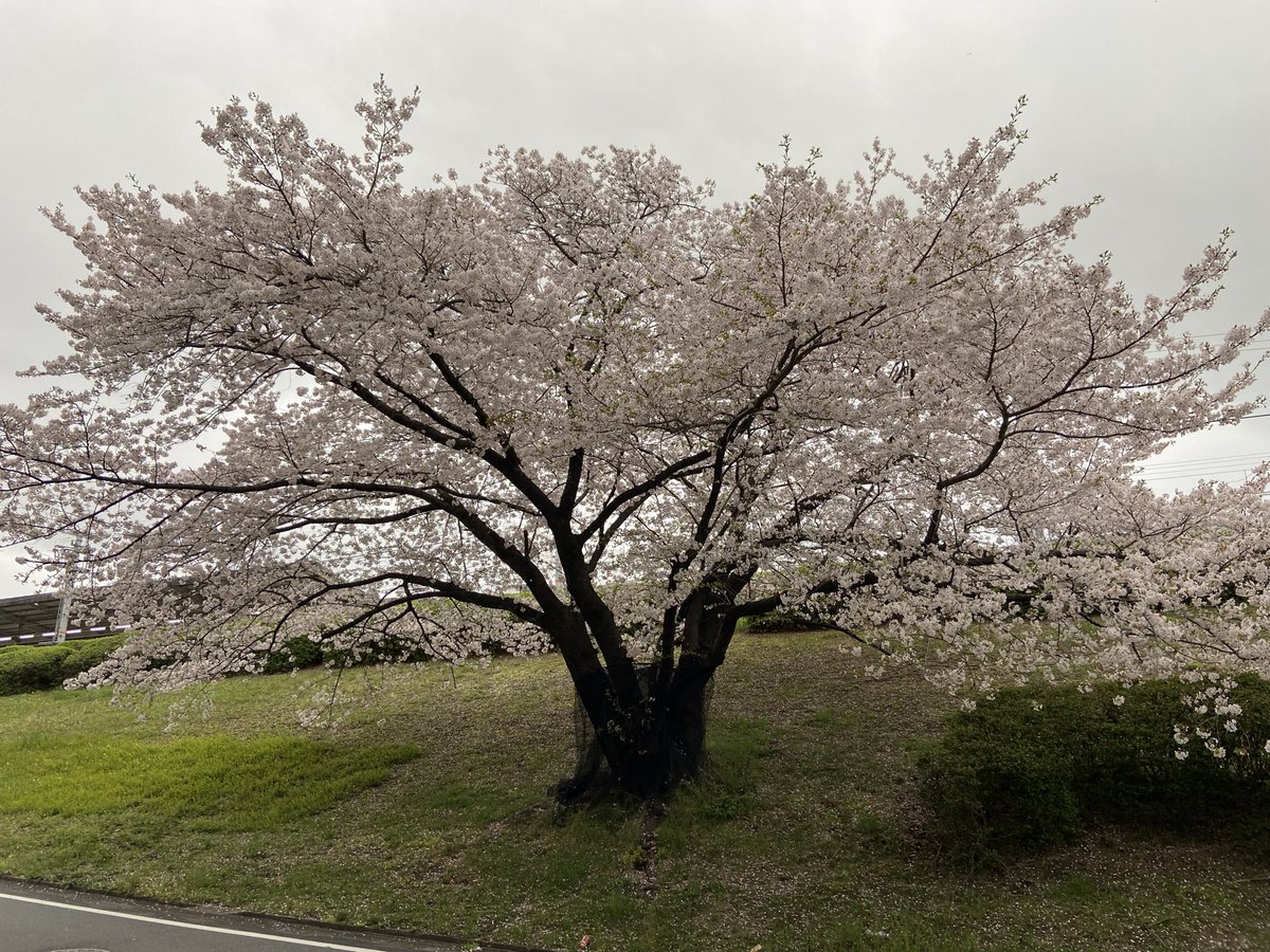 HiroTeradaira's tweet photo. 桜花爛漫。
府内某所、今年1番の木姿に感動。

さてどこでしょ？

で、ボクのラジオ番組葉書〆切まで後10日！
想い出の曲にまつわるメッセージを添えて送って下さい。

〒540-8501 NHK大阪ヒロTのポストカードミュージック係

待ってます！

#ヒロTのポストカードミュージック
#ヒロ寺平 https://t.co/ZwteCC5iao