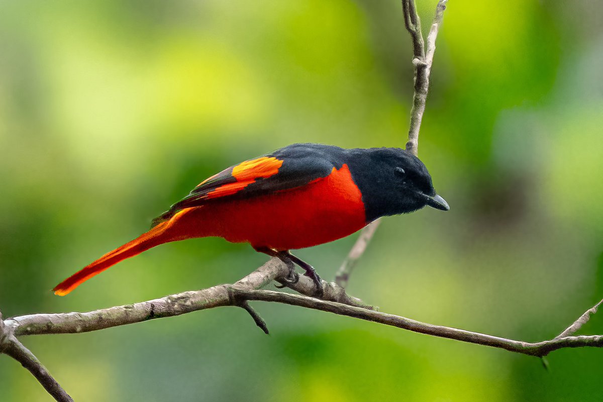mitoGFP's tweet photo. Female and Male, Scarlet minivet and orange-bellied leafbird #BirdsSeenIn2026 #birding #BirdTwitter #BirdsOfTwitter #birdphotography #latpanchar #IndiAves #natgeoindia #darjeeling #minivet #leafbird https://t.co/LD6cLiqZlC