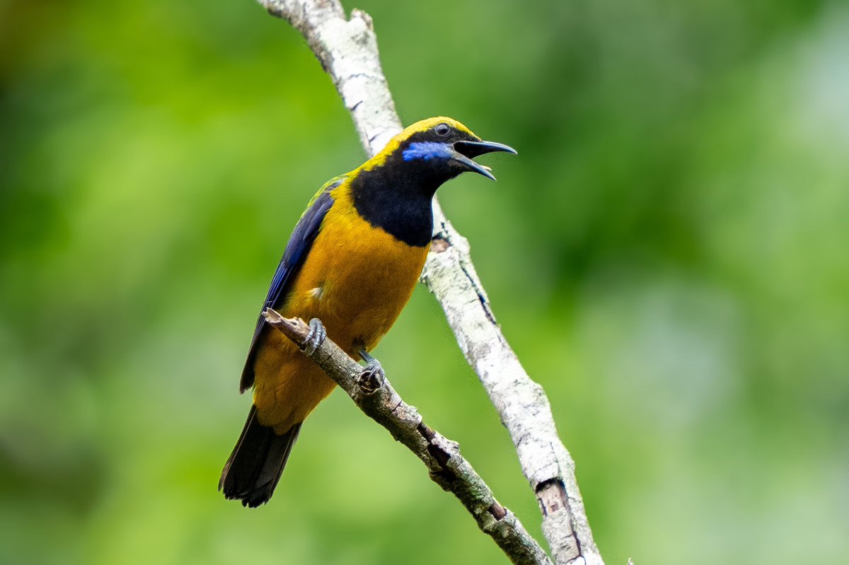 mitoGFP's tweet photo. Female and Male, Scarlet minivet and orange-bellied leafbird #BirdsSeenIn2026 #birding #BirdTwitter #BirdsOfTwitter #birdphotography #latpanchar #IndiAves #natgeoindia #darjeeling #minivet #leafbird https://t.co/LD6cLiqZlC