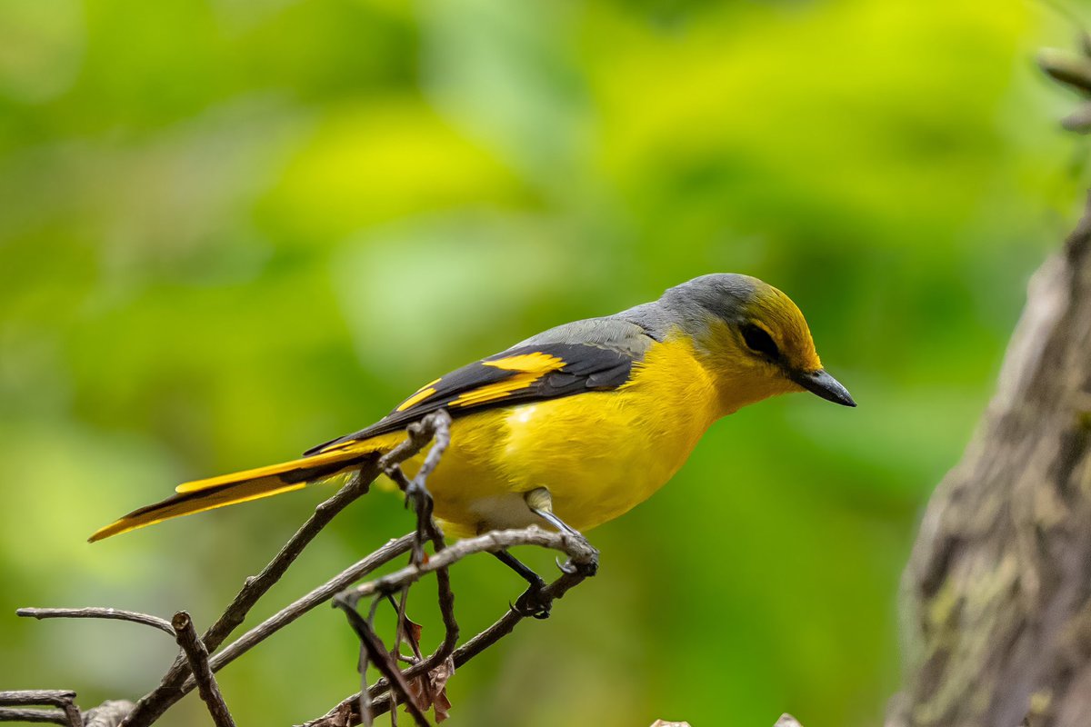 mitoGFP's tweet photo. Female and Male, Scarlet minivet and orange-bellied leafbird #BirdsSeenIn2026 #birding #BirdTwitter #BirdsOfTwitter #birdphotography #latpanchar #IndiAves #natgeoindia #darjeeling #minivet #leafbird https://t.co/LD6cLiqZlC