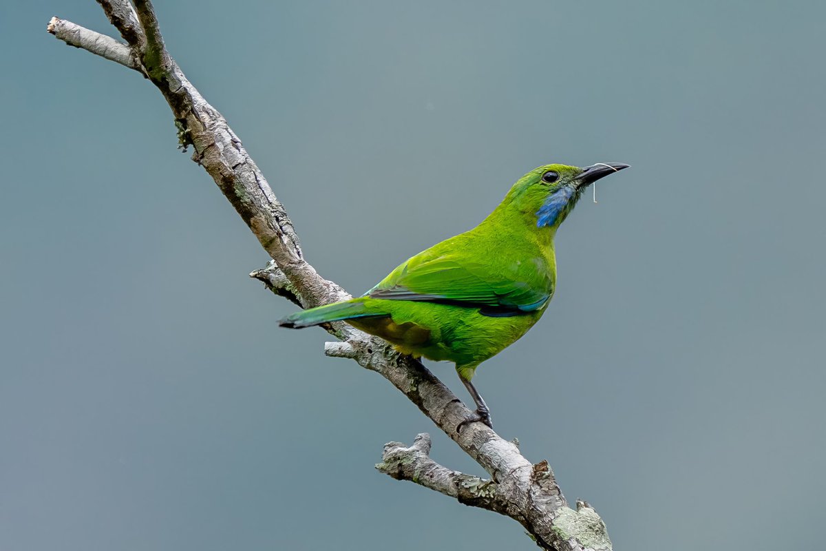 mitoGFP's tweet photo. Female and Male, Scarlet minivet and orange-bellied leafbird #BirdsSeenIn2026 #birding #BirdTwitter #BirdsOfTwitter #birdphotography #latpanchar #IndiAves #natgeoindia #darjeeling #minivet #leafbird https://t.co/LD6cLiqZlC