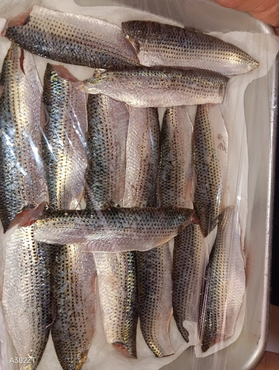 KAZU：遊漁船LUREMAGICⅡ🐟(松川浦ﾙｱｰﾌｨｯｼﾝｸﾞ🎣ｶﾞｲﾄﾞ) tweet media