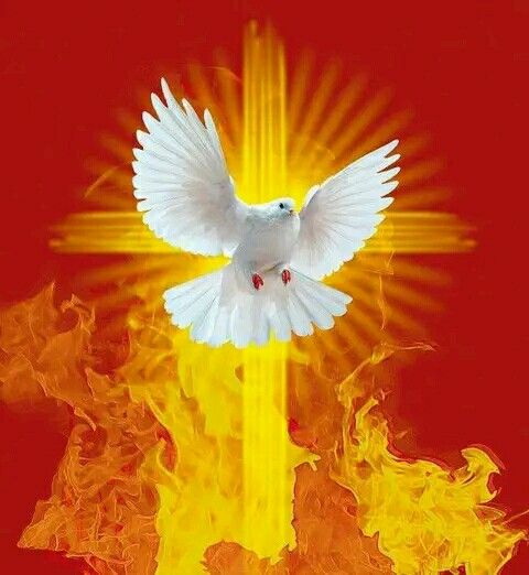 Rosenkönigin tweet media