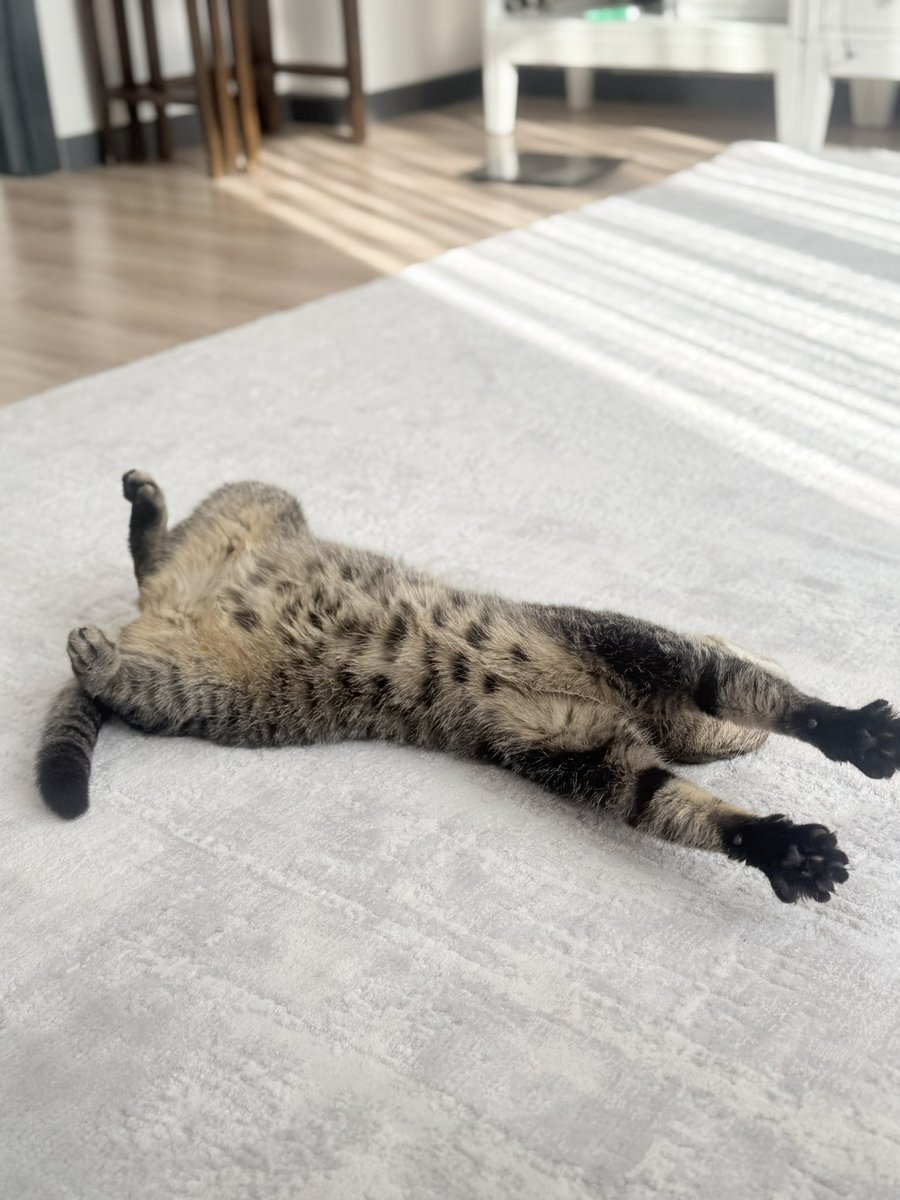 kedi gurmesi tweet media