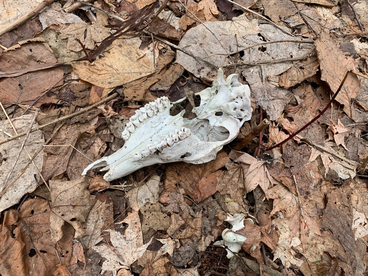 タイニーアングラー tweet media