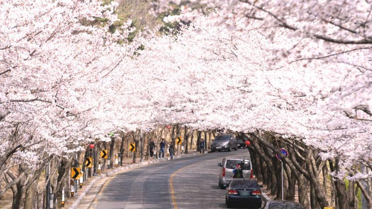 phonefix2454's tweet photo. Chasing cherry blossom petals in Seoul, such a lovely spring day🌸🇰🇷
#KoreaCherryBlossoms #CherryBlossoms #SpringInKorea #SpringInSeoul #PinkFlowers #KoreaDiary #CherryBlossomSeason https://t.co/Se4U1gpCBr