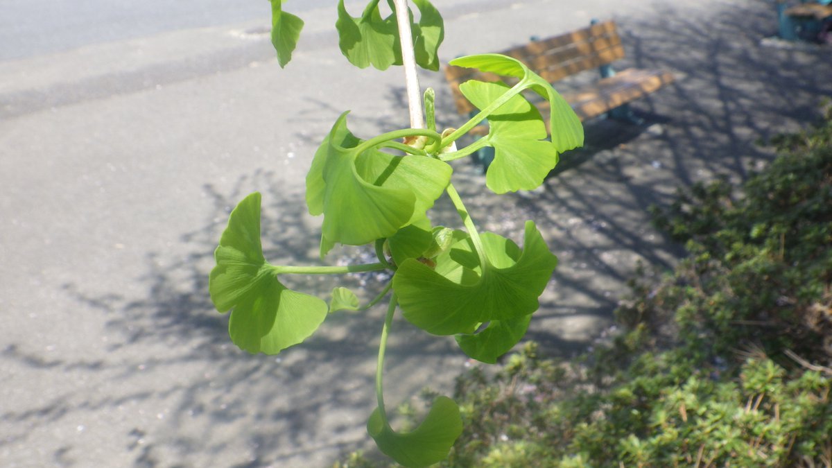 都立赤塚公園 tweet media
