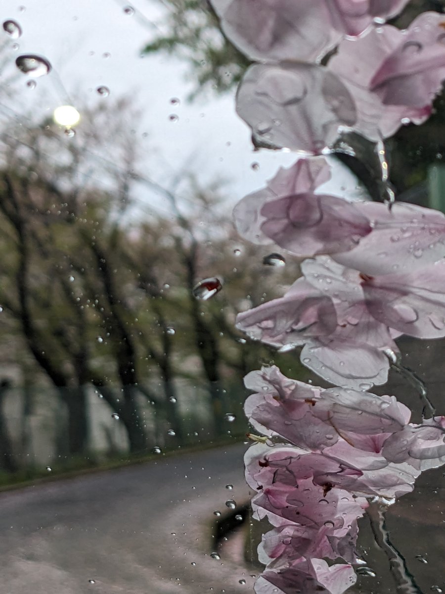 skymanGG's tweet photo. 桜散る🌸 https://t.co/cqzeQoDZS8
