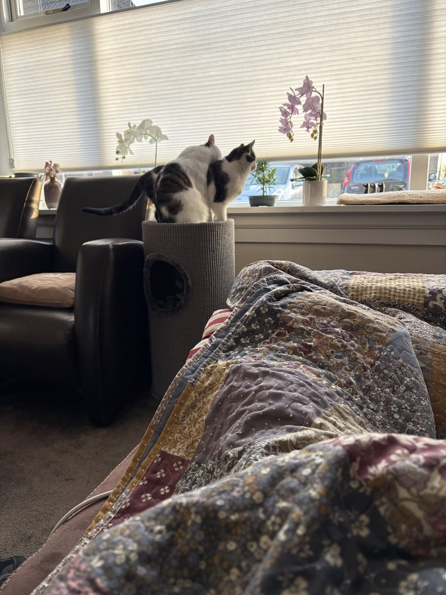 Catolympics Organisatie tweet media