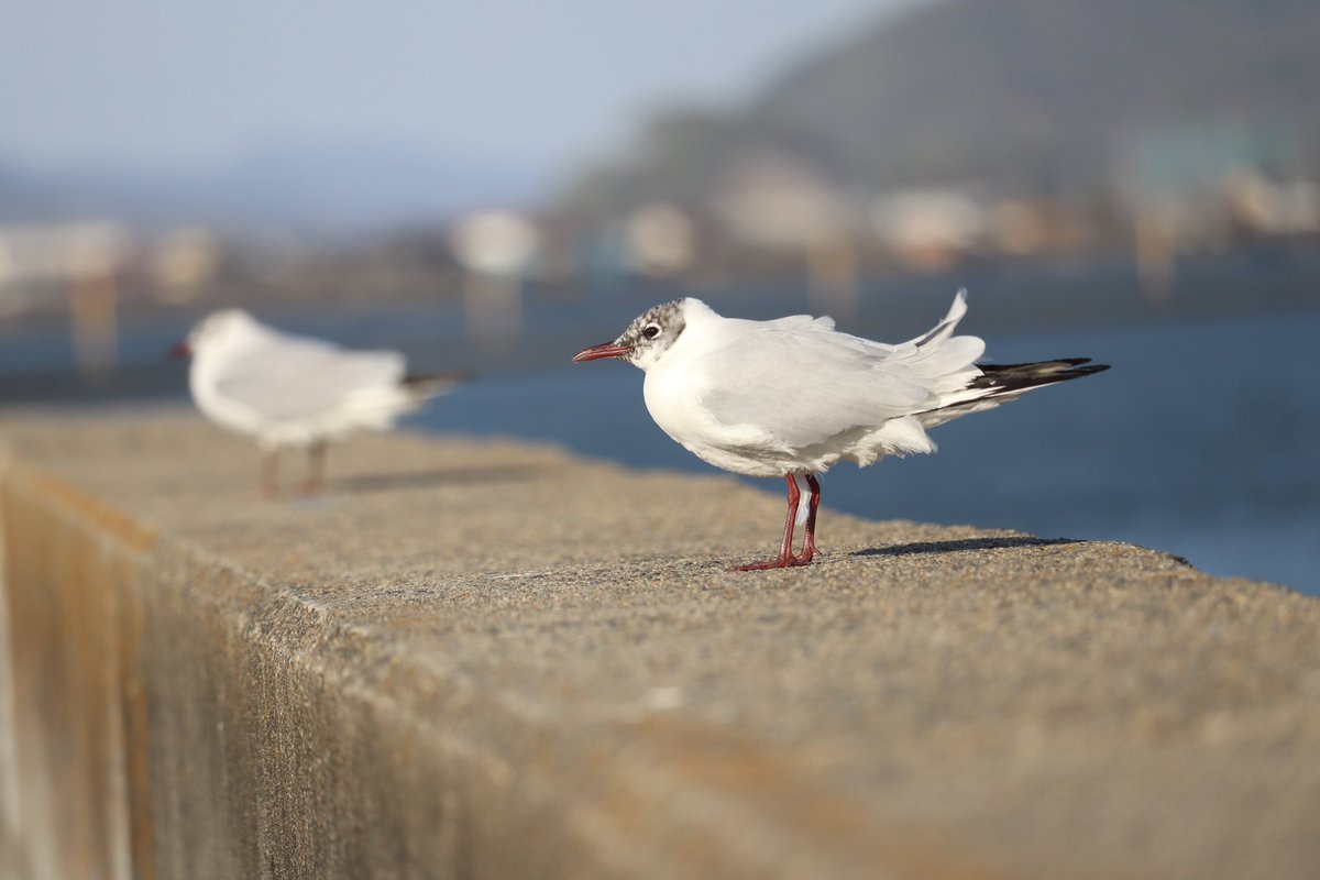K77354341's tweet photo. 鳥鉄 https://t.co/dr9YlhVafq