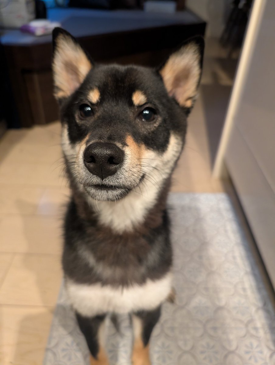 1104kazami's tweet photo. 今日でもなかが1歳になりました！
柴犬の皮を被った別の犬種では、と言われるほど人懐こく育ってます
頭の後あたりがかなり茶色ぽくなってきました
最終的にどんな色になるやら https://t.co/clw12Phb3M
