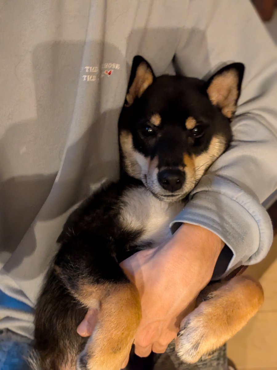1104kazami's tweet photo. 今日でもなかが1歳になりました！
柴犬の皮を被った別の犬種では、と言われるほど人懐こく育ってます
頭の後あたりがかなり茶色ぽくなってきました
最終的にどんな色になるやら https://t.co/clw12Phb3M