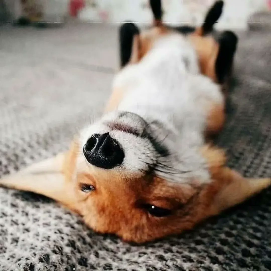 🍁 𝓣𝓱𝓮 𝓕𝓸𝔁 𝓛𝓲𝓯𝓮 🌾🦊 tweet media