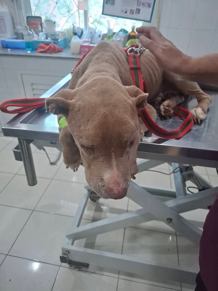 รักหมาจัง🐾 tweet media