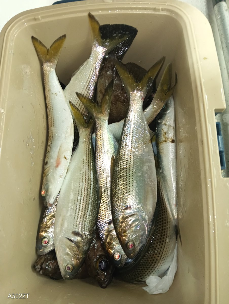 KAZU：遊漁船LUREMAGICⅡ🐟(松川浦ﾙｱｰﾌｨｯｼﾝｸﾞ🎣ｶﾞｲﾄﾞ) tweet media