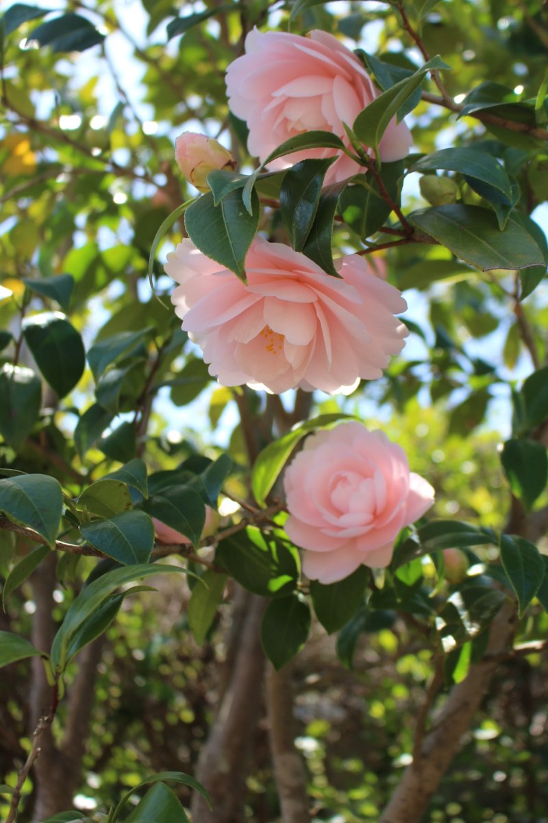 建　茂 tweet media