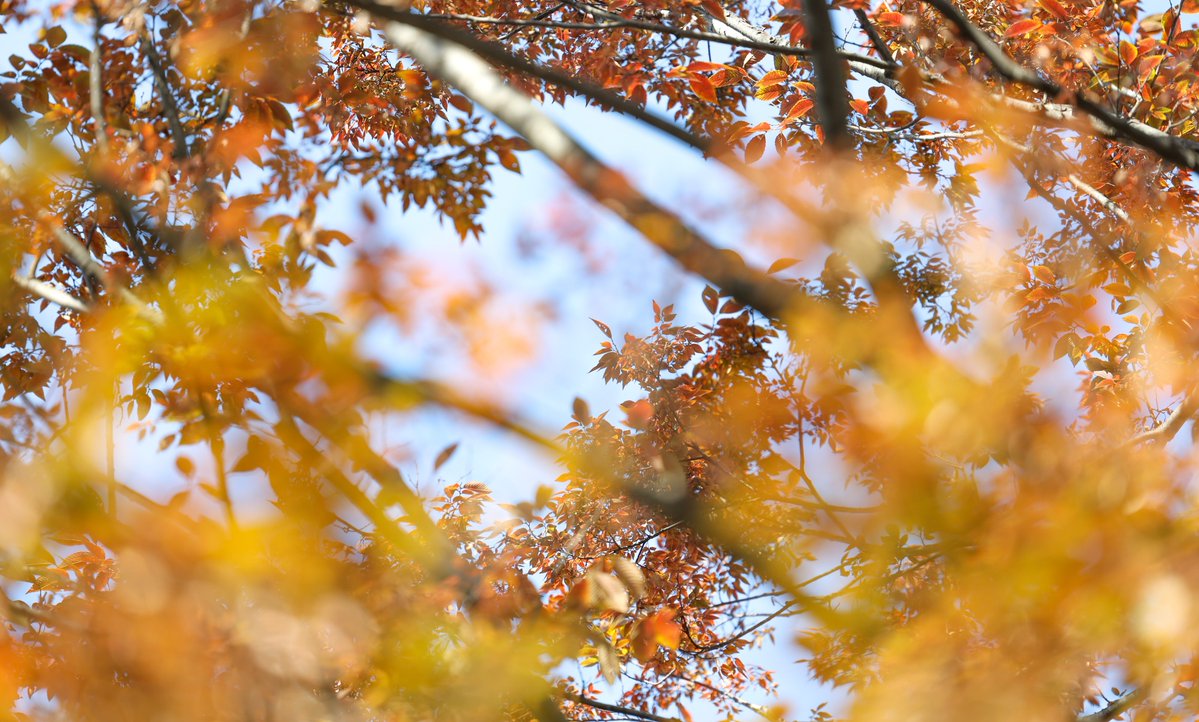 Vijay Kumar tweet media