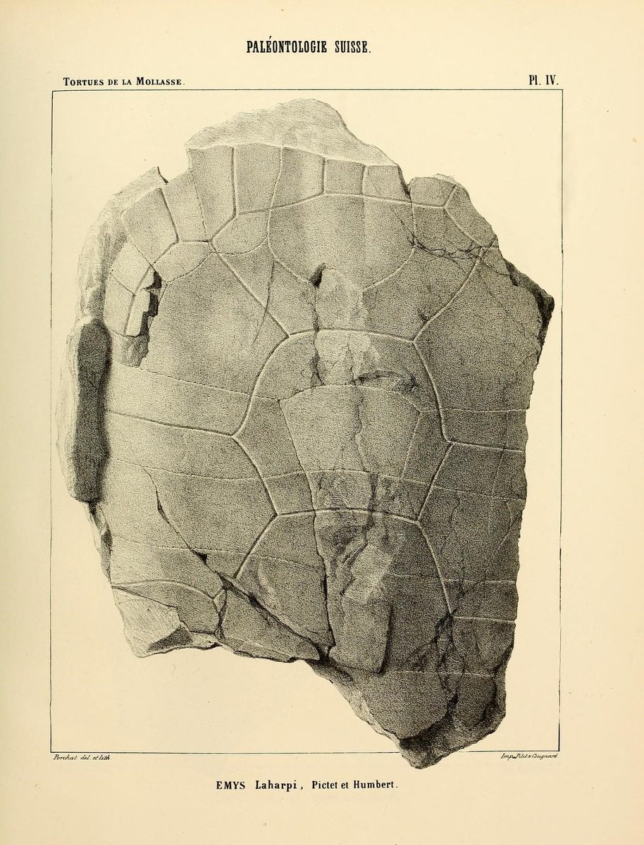 CRCpaleos's tweet image. PALEOILUSTRACIONES
Emys laharpi / Testudo escheri
📚 Matériaux pour la paléontologie suisse, Genève,  H. Georg, 1854-1873
#Cretacico #Reptiles #IlustraCiencia