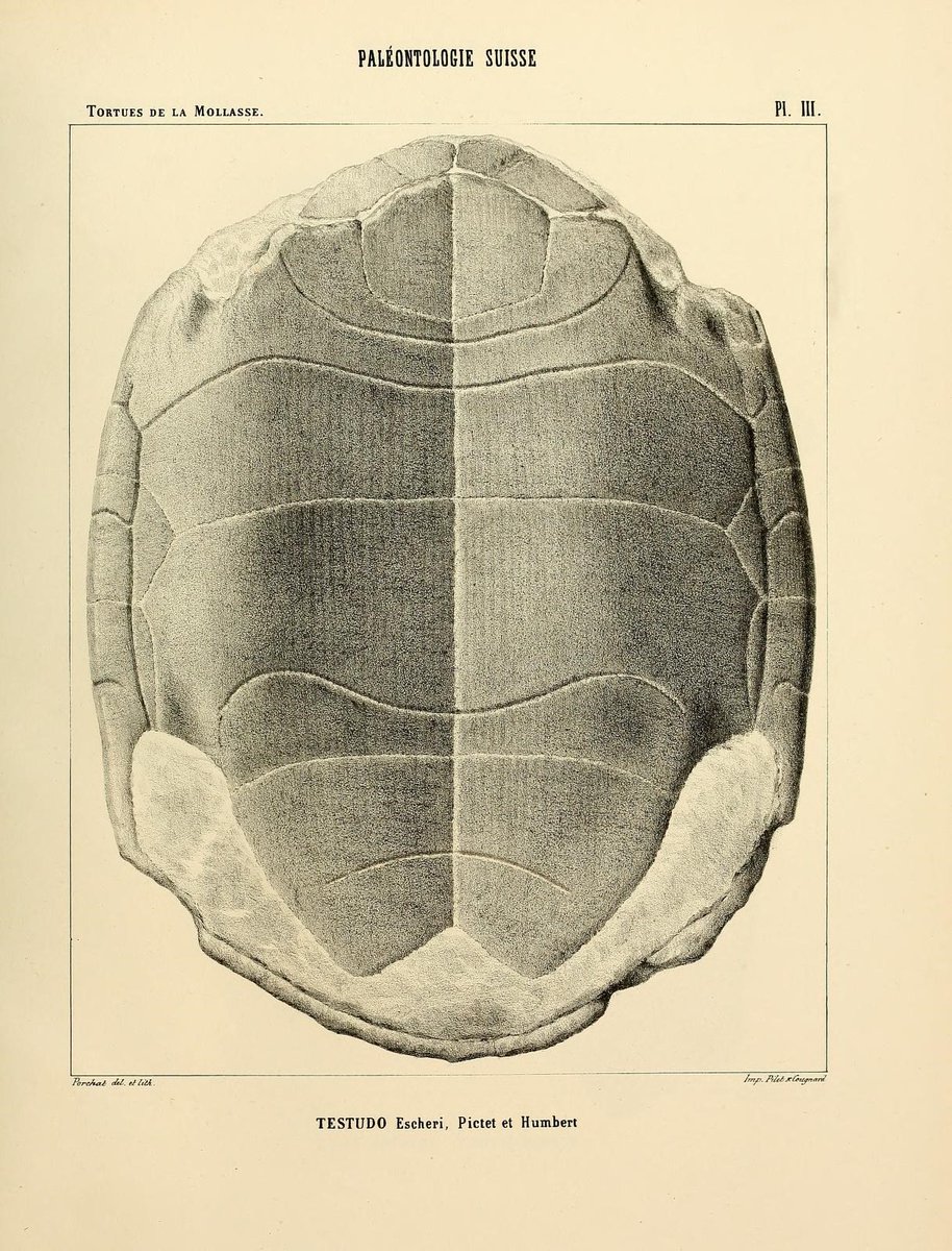 CRCpaleos's tweet image. PALEOILUSTRACIONES
Emys laharpi / Testudo escheri
📚 Matériaux pour la paléontologie suisse, Genève,  H. Georg, 1854-1873
#Cretacico #Reptiles #IlustraCiencia
