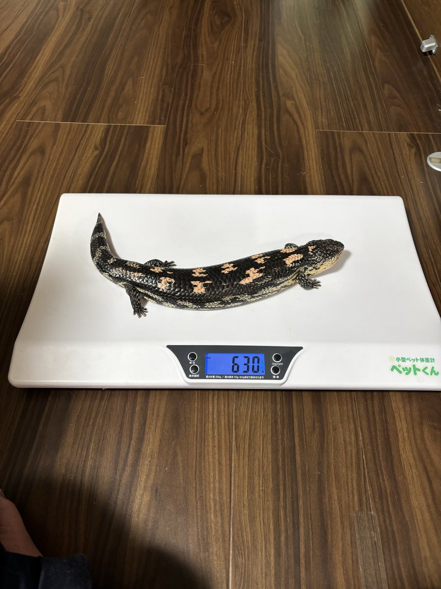 マダラアオジタトカゲ🦎
今日で生後8か月。