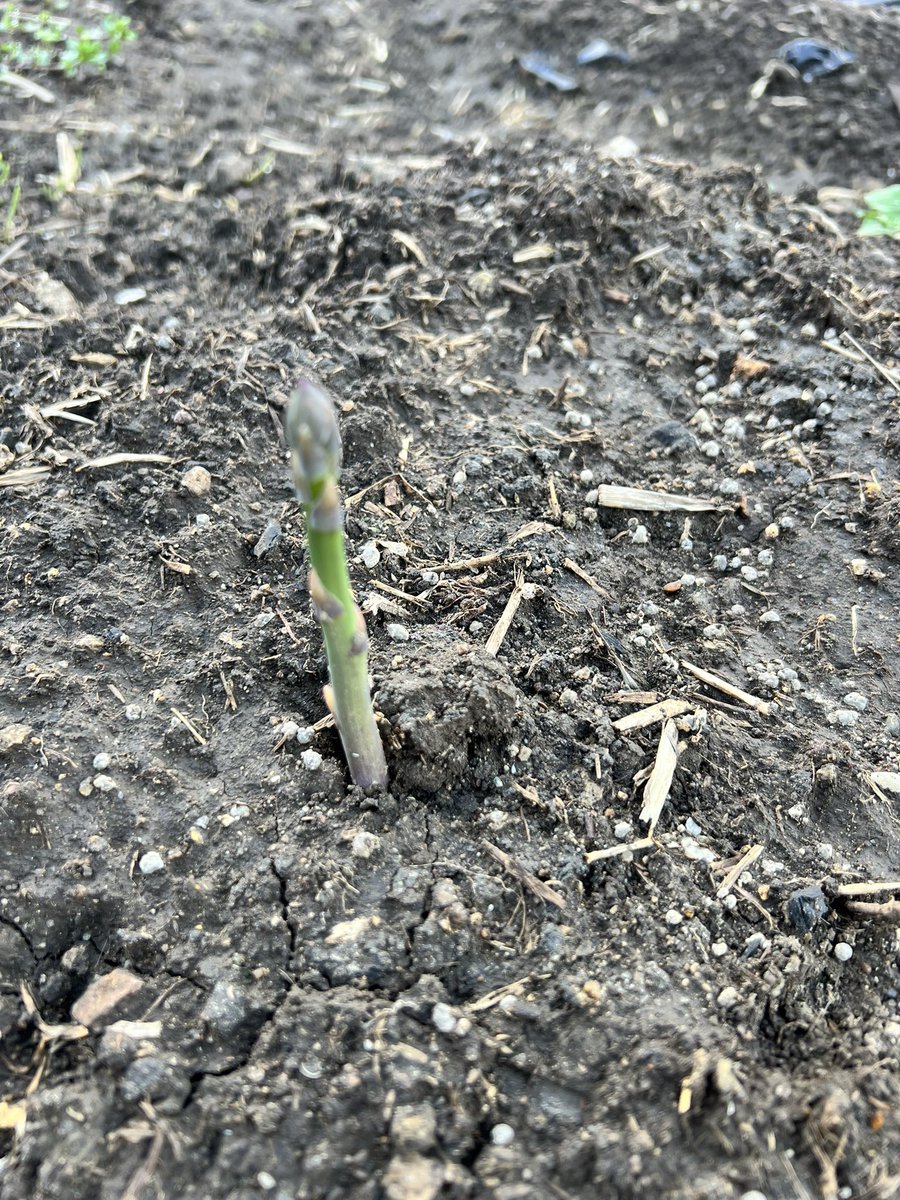 sumis600 tweet media