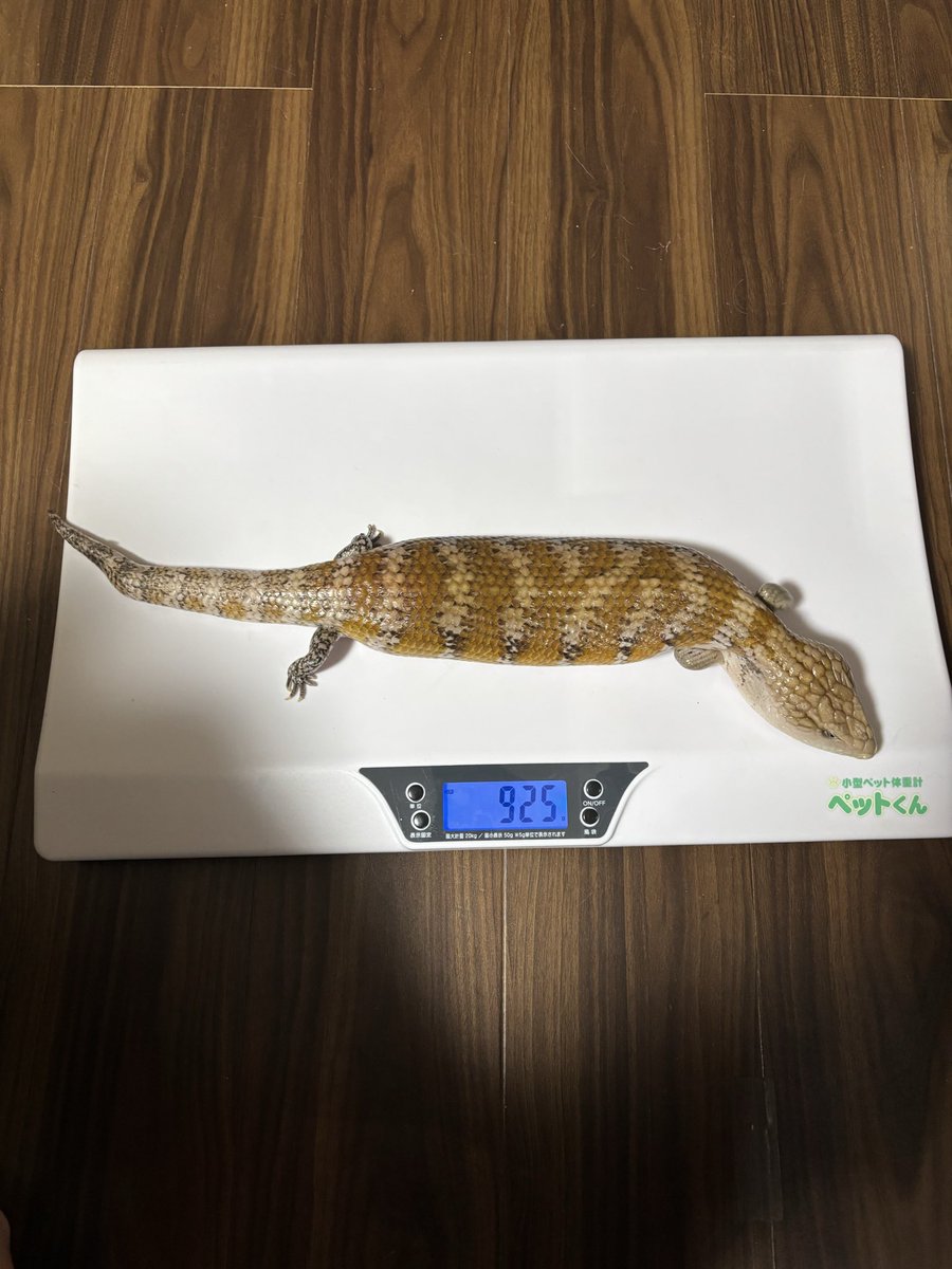 キタアオジタトカゲ達🦎