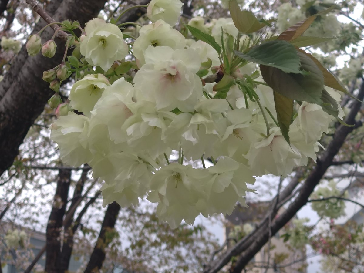 林田慎吾 tweet media