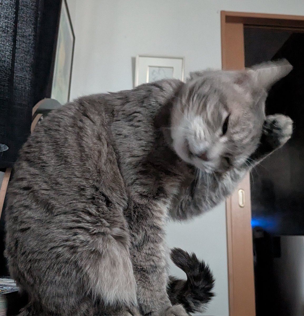 A-U@うさぎ tweet media