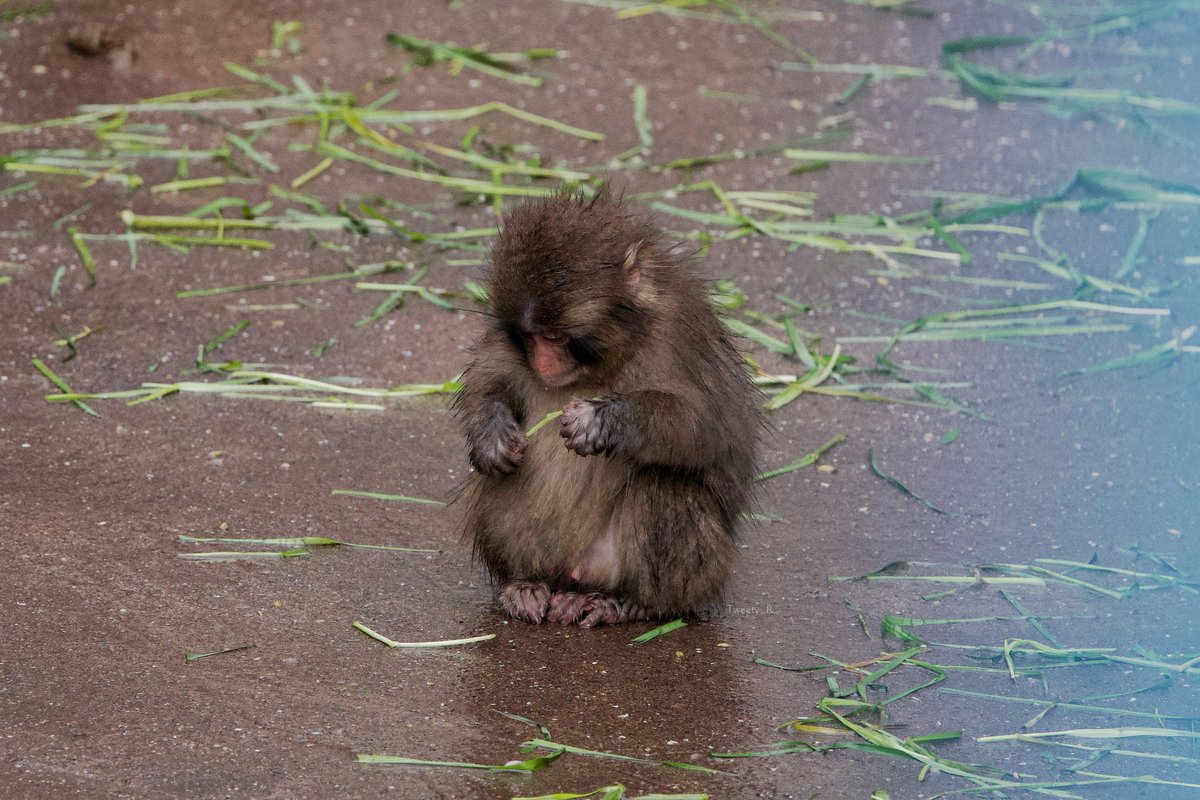 オランまま tweet media