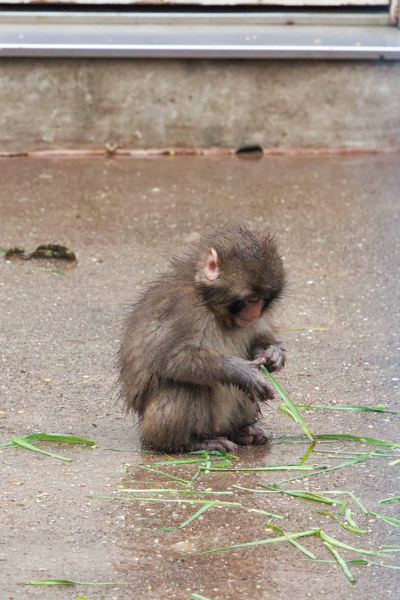 オランまま tweet media