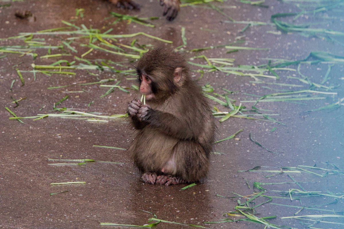 オランまま tweet media