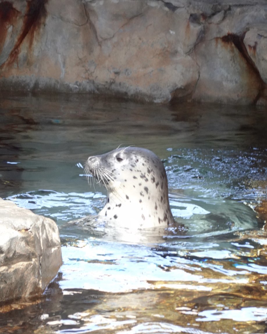 (≡＞ω＜≡)💕 tweet media