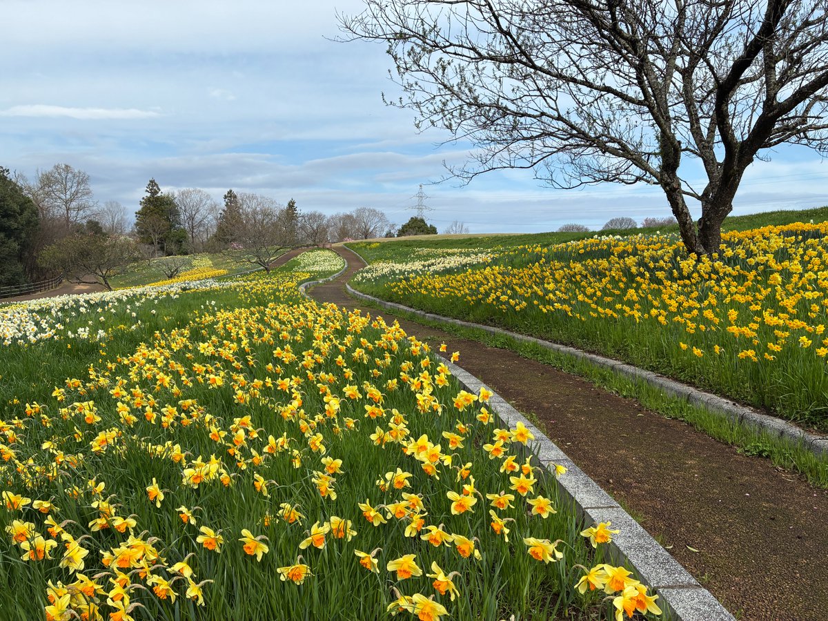 国営備北丘陵公園【公式】 tweet media