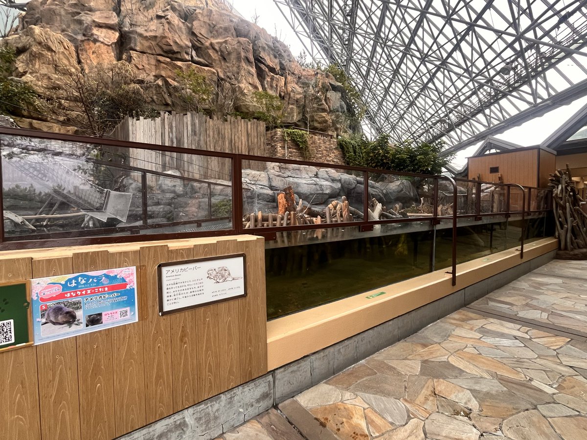 Bippa_Poke3's tweet photo. 答えは八景島シーパラダイス🦫

久しぶりのビ活
2ビ🦫とも元気そう🦫
15時半には2ビ活動してました🦫
#国際ビーバーデー
#ビバ活
#ビーバー
#シーパラビーバー月間 https://t.co/8RITJDd0kI