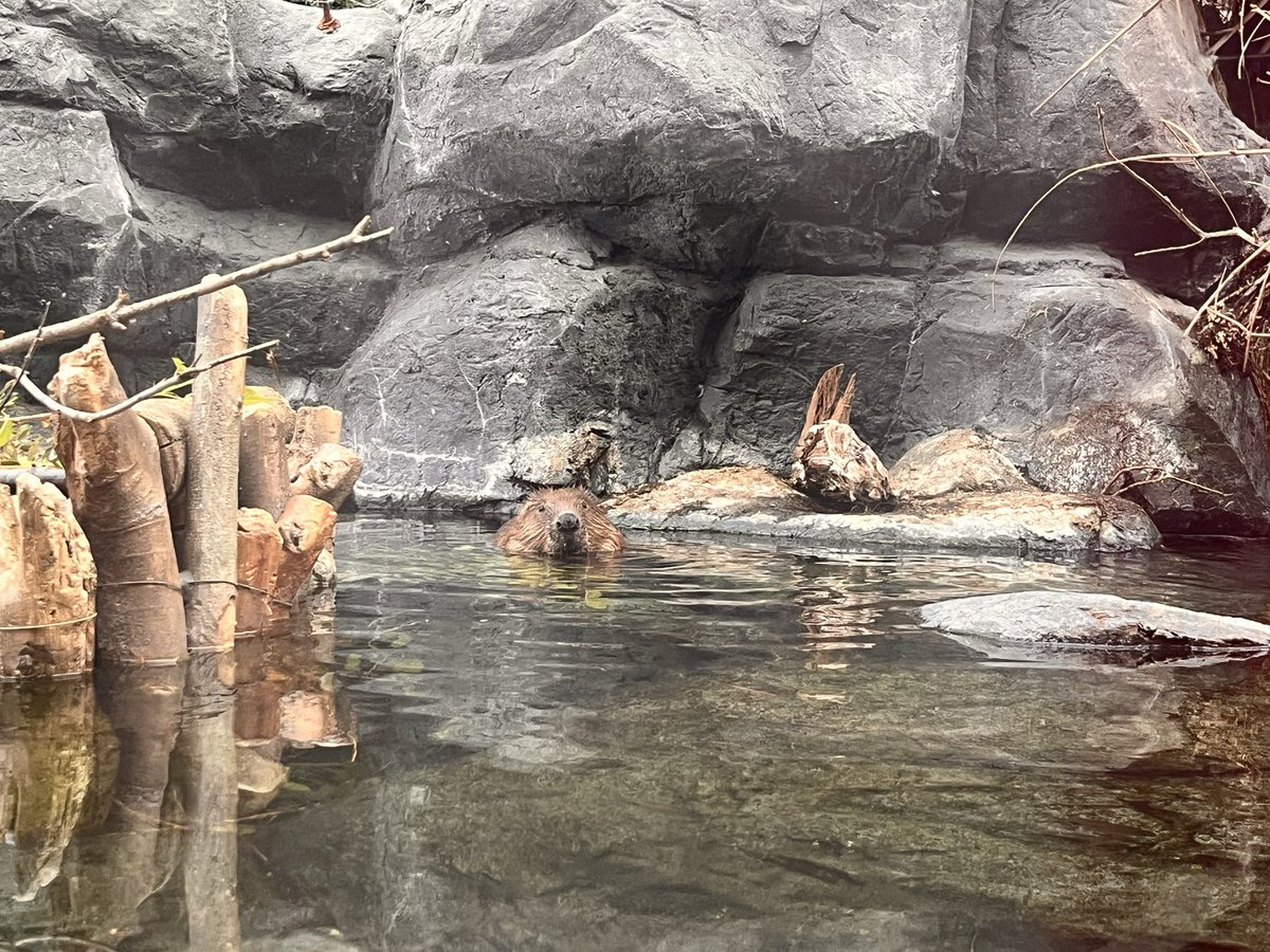 Bippa_Poke3's tweet photo. 答えは八景島シーパラダイス🦫

久しぶりのビ活
2ビ🦫とも元気そう🦫
15時半には2ビ活動してました🦫
#国際ビーバーデー
#ビバ活
#ビーバー
#シーパラビーバー月間 https://t.co/8RITJDd0kI