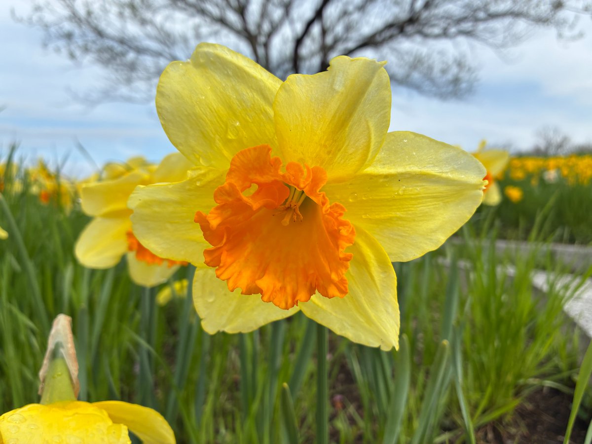 国営備北丘陵公園【公式】 tweet media