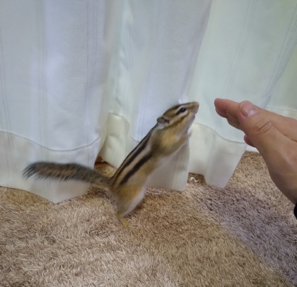 Chipmunkchito's tweet photo. 襲われた瞬間😆
最初は甘噛だけど、テンション上がるとガッツリくる😵
#シマリス https://t.co/R9NGHHA6IO