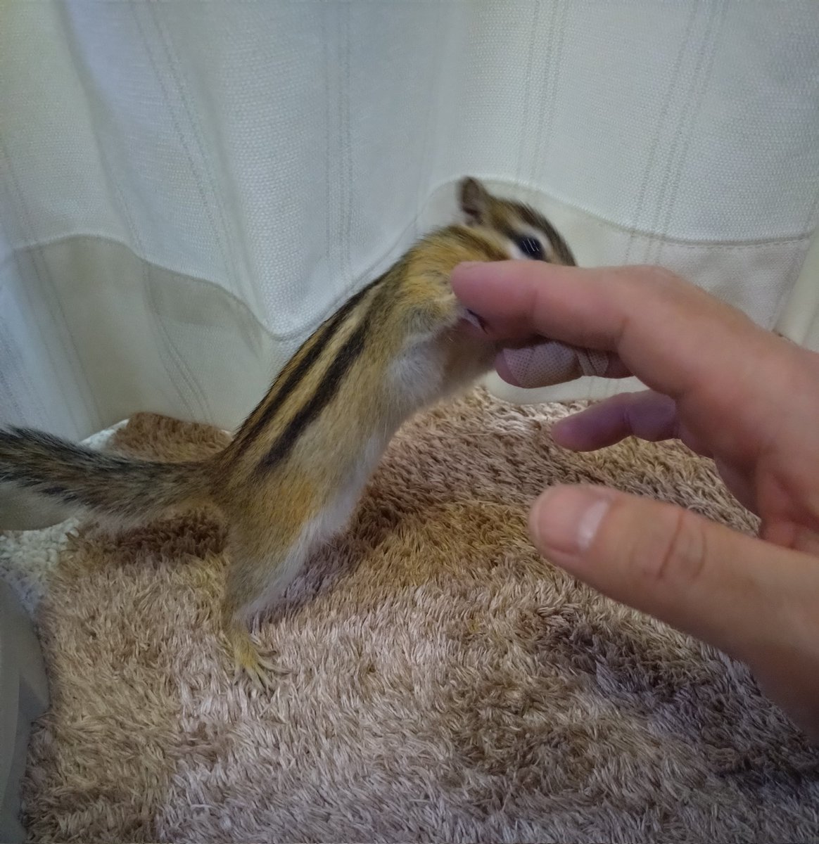 Chipmunkchito's tweet photo. 襲われた瞬間😆
最初は甘噛だけど、テンション上がるとガッツリくる😵
#シマリス https://t.co/R9NGHHA6IO