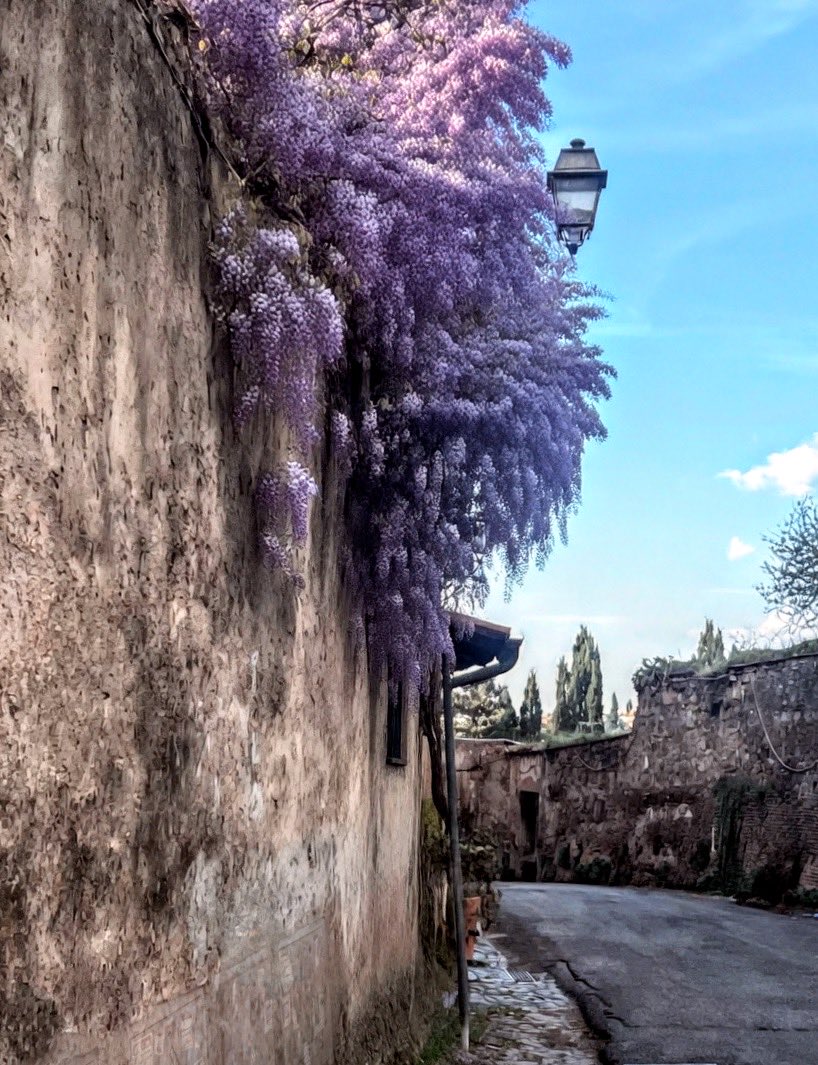 MinervaArmata  tweet media