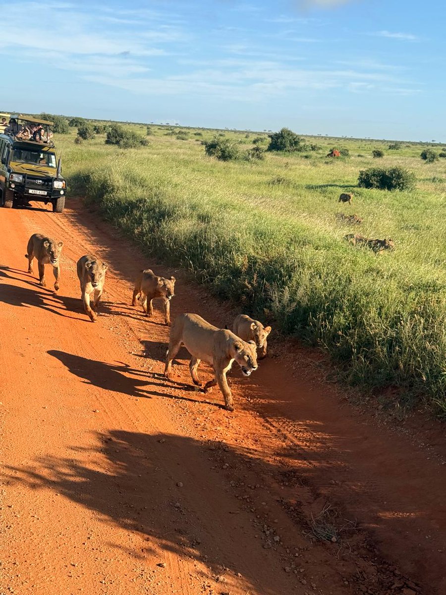 RuKhun49's tweet photo. Amazing African wildlife ❤️❤️ #Kenya #Tsavo https://t.co/AywH1QmQfS