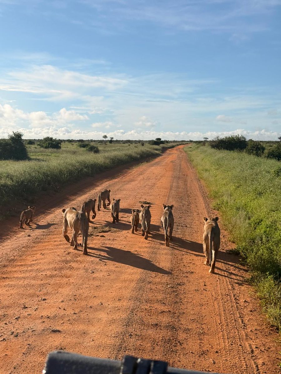 RuKhun49's tweet photo. Amazing African wildlife ❤️❤️ #Kenya #Tsavo https://t.co/AywH1QmQfS