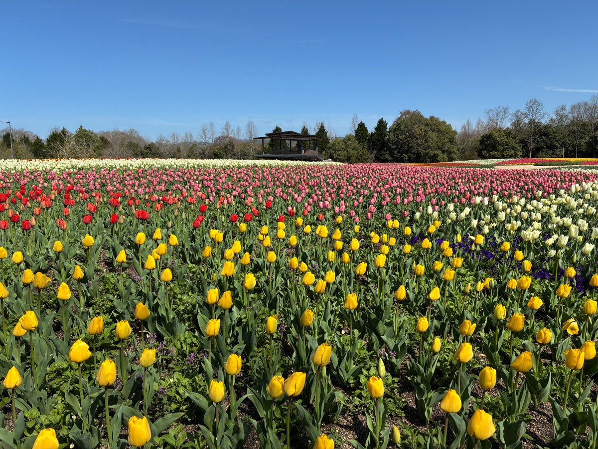 国営備北丘陵公園【公式】 tweet media