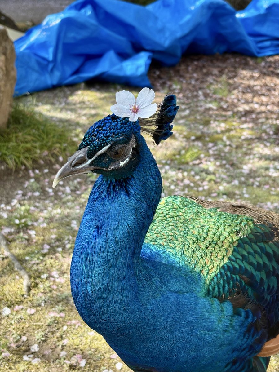 京都大学クジャク同好会 tweet media